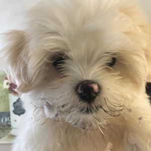 Meet your Posher, Casey